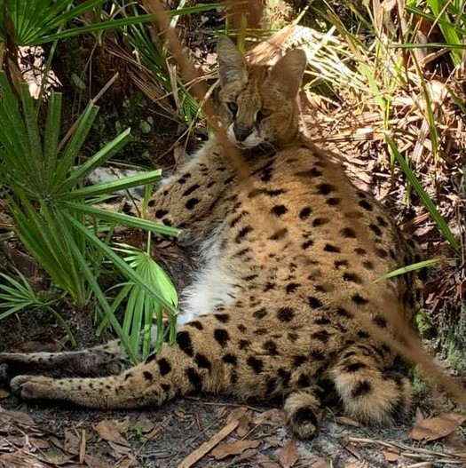 Kricket serval curly tail