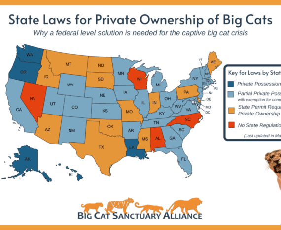 State Laws for Big Cat Ownership
