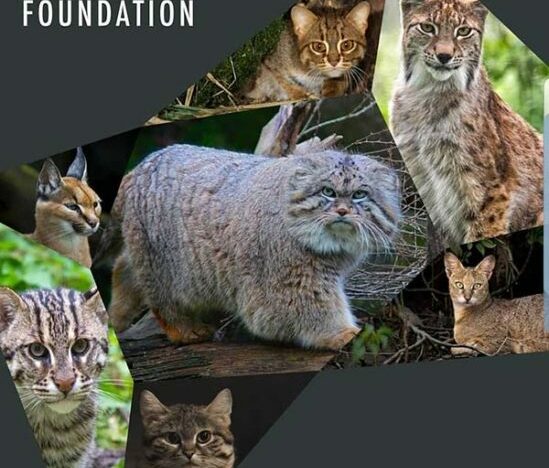 Small Wild Cat Conservation Summit is Sri Lanka