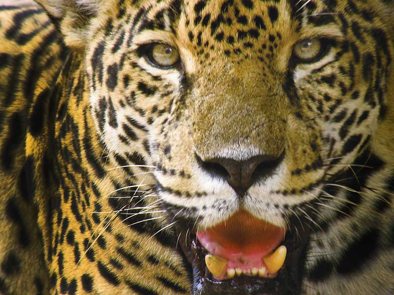 Jaguar Facts Interesting Information About Jaguars Big Cat Rescue