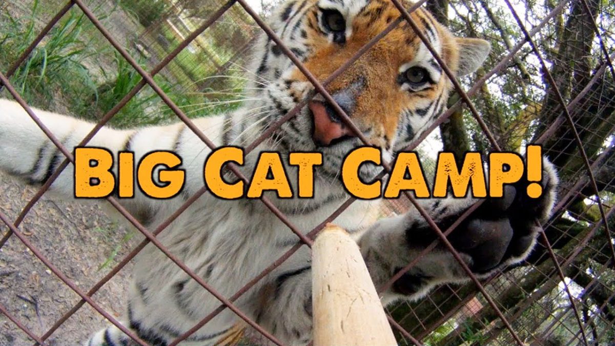 Big Cat Camp! Big Cat Rescue