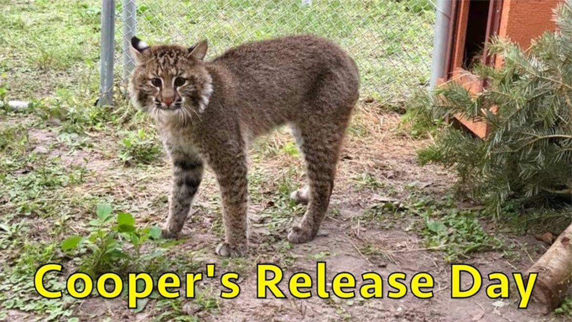 Cooper The Rehab Bobcat’s Release Day
