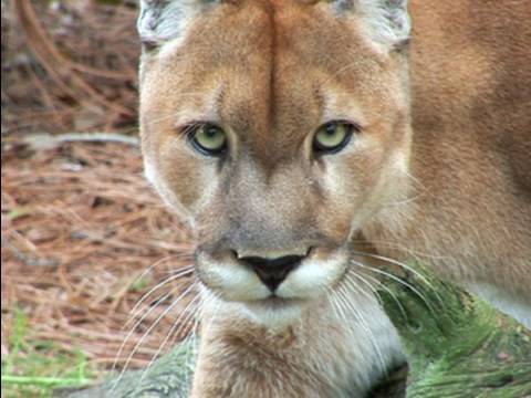 Mountain Lion Species Spotlight - Big Cat Rescue