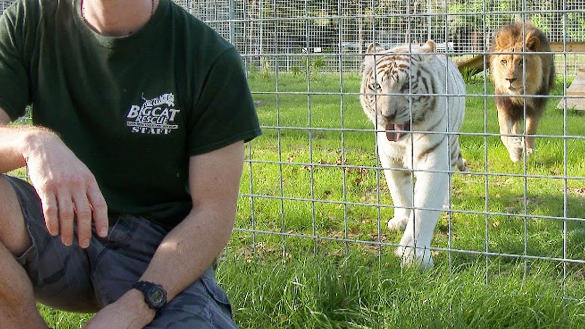 Never Turn Your Back on BIG CATS! - Big Cat Rescue