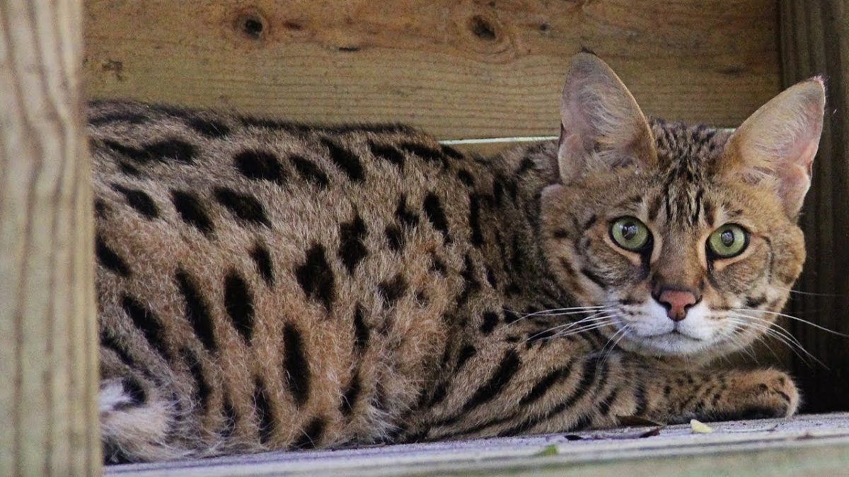 savannah cat rescue canada Freeda Ledford