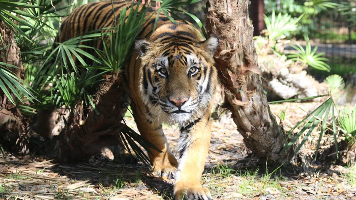 Refuting Netflix Tiger King Big Cat Rescue