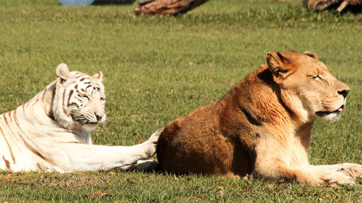 Give Day Tampa Bay Big Cat Rescue