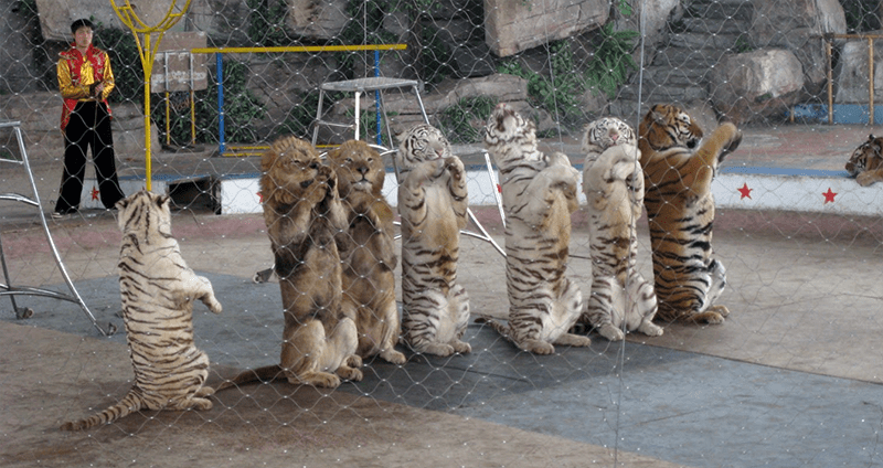 Asian Circus Lion Tiger Abuse  Wildcat Walkabout 2020 Asian Circus Tiger Lion Abuse 2