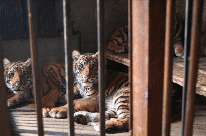 Asian Circus Lion Tiger Abuse