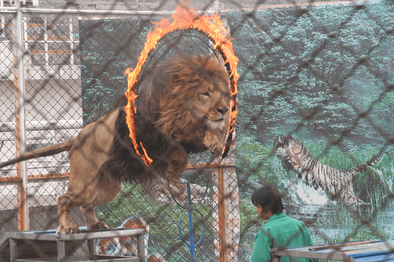 Asian Circus Lion Tiger Abuse  Wildcat Walkabout 2020 Asian Circus Tiger Lion Abuse 7
