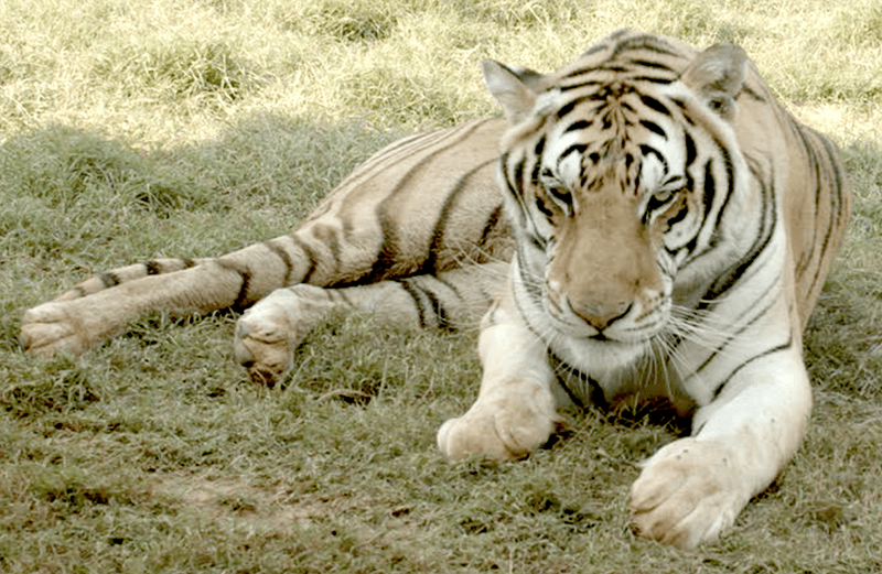 GW Zoo Tiger
