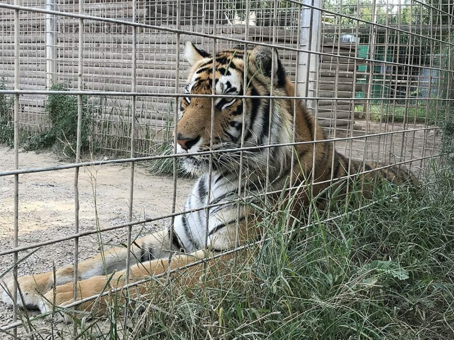 GW Zoo Tiger