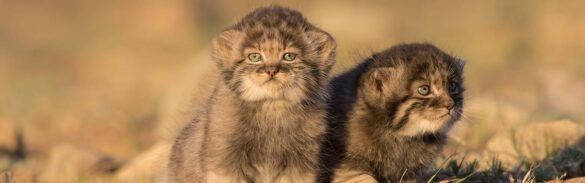 Pallas-Cat-Kittens-Steppe-Wildlife-Conservation- Research