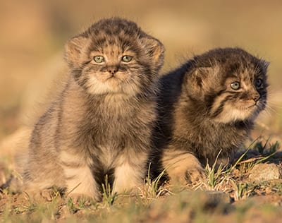 Pallas-Cat-Kittens-Steppe-Wildlife-Conservation- Research  Wildcat Walkabout 2020 Pallas Cat Kittens Steppe Wildlife Conservation Research 400
