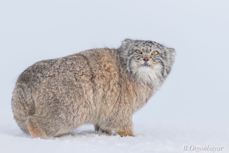 Pallas-Cat-Kittens-Steppe-Wildlife-Conservation- Research  Wildcat Walkabout 2020 Pallas Cats Steppe Wildlife Conservation Research 1
