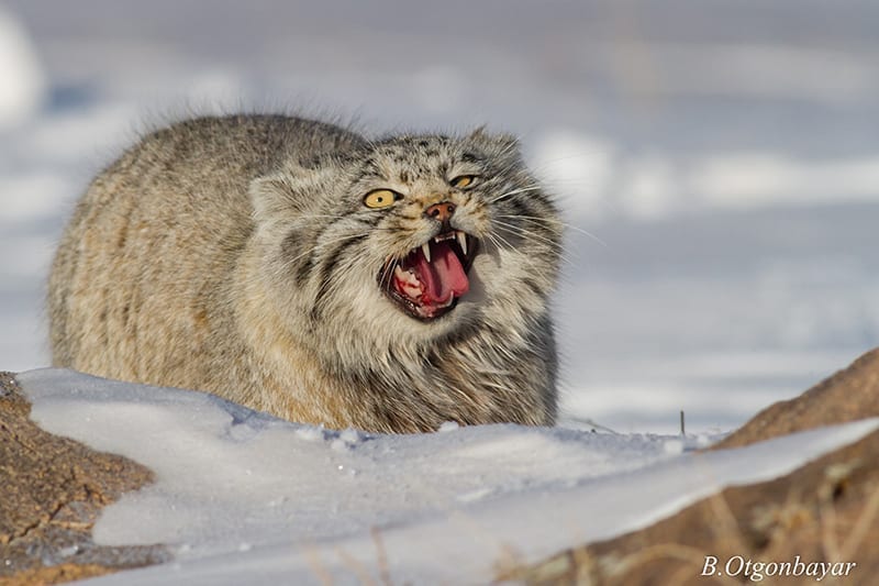 Pallas-Cat-Kittens-Steppe-Wildlife-Conservation- Research  Wildcat Walkabout 2020 Pallas Cats Steppe Wildlife Conservation Research 3