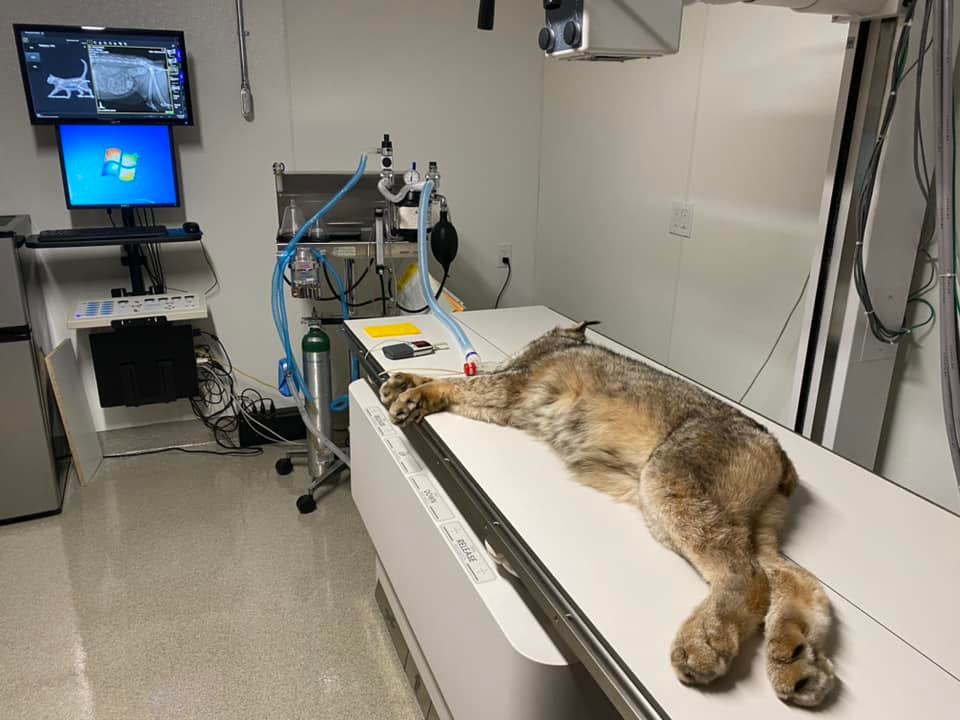 Gilligan Canada Lynx hospital vet xray constipation