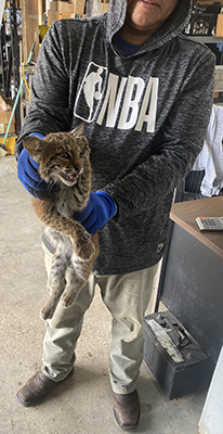 Nakoa Bobcat Kitten Rescued  Nakoa 2021 07 01 Rehab Nakoa Held