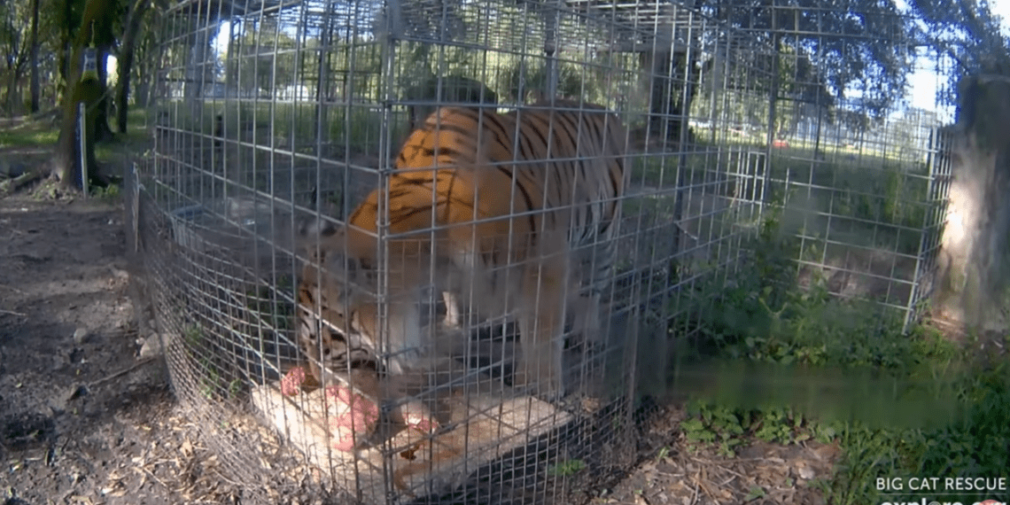 Joes Exotic Cub Abuse Tossed Big Cat Rescue