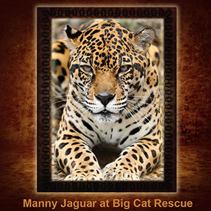 NFT-Manny-Jaguar