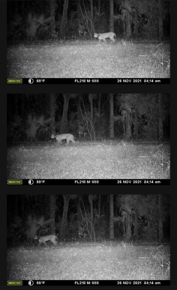 Pia and Venkman collared bobcat tracking  Bobcat Rehab PV tracking scaled