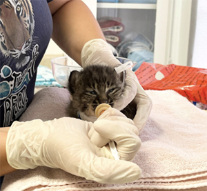 Summer Rehab Bobcat Kitten Feeding
