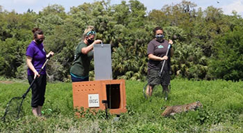 Angel rehab bobcat release day crate