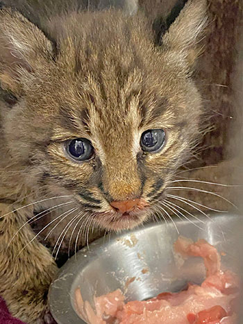 Denali rehab bobcat eating  Ambrose-Denali-Lily Bobcats Denali