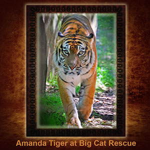 NFT-Amanda-Tiger