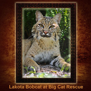 NFT-Lakota-Bobcat