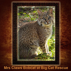 NFT-MrsClaws-Bobcat