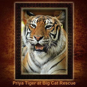 NFT-Priya-Tiger