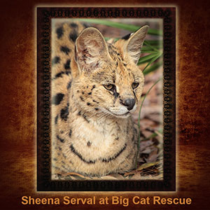 NFT-Sheena-Serval