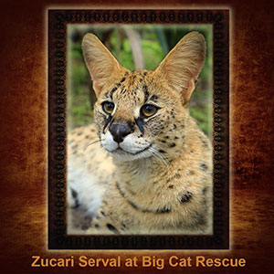 NFT-Zucari-Serval