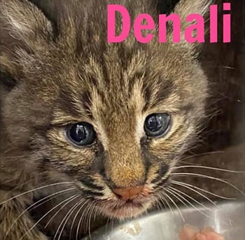 Denali rehab bobcat  Ambrose-Denali-Lily Bobcats triplets 3