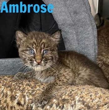 Ambrose rehab bobcat