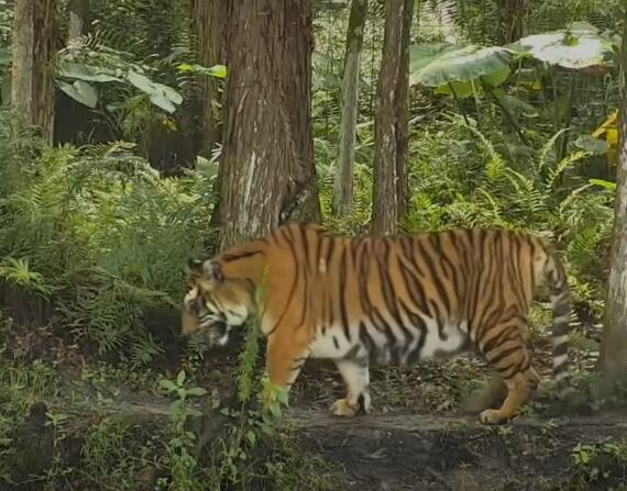 Lions Tigers & Bears - Tickets Now Available! Lions Tigers & Bears is  sponsoring two exclusive screenings of The Conservation Game, a Michael  Webber film - which is not available for viewing