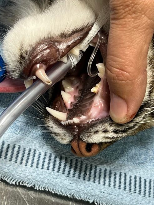 Cahira rehab bobcat FWC collaring dental vet