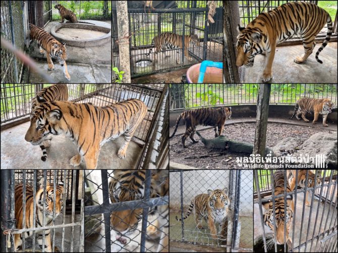 Eleven Tigers in Thailand Need Urgent Year End Rescue!  11 Tigers PhuketTigersWFFT 670x502