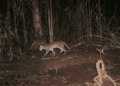 WILD CATS AND CAMERA TRAPS