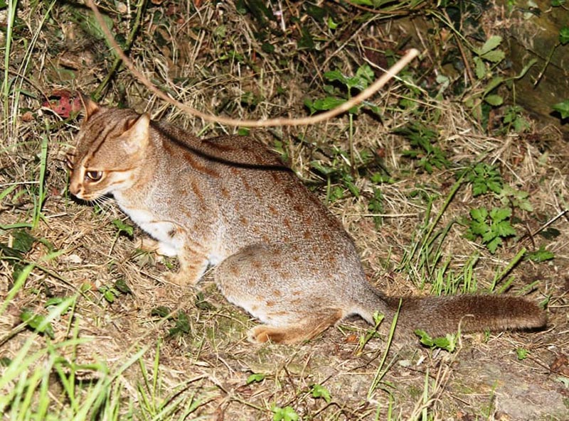 FISHING AND RUSTY SPOTTED CAT CONSERVATION IN INDIA