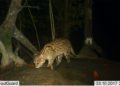 CAMBODIAN FISHING CAT PROJECT