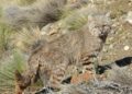 PAMPAS CAT WORKING GROUP