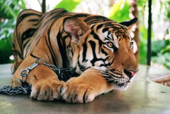 Phuket-Zoo-Tigers-2