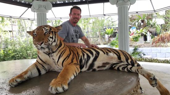 Phuket-Zoo-Tigers-3