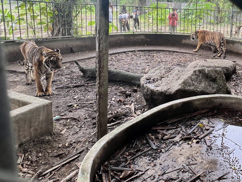 Phuket-Zoo-Tigers-7