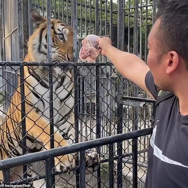 Phuket-Zoo-Tigers-8