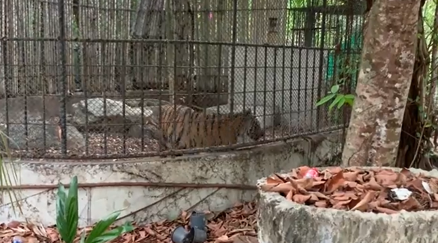 Phuket-Zoo-Tigers-tigertorment1