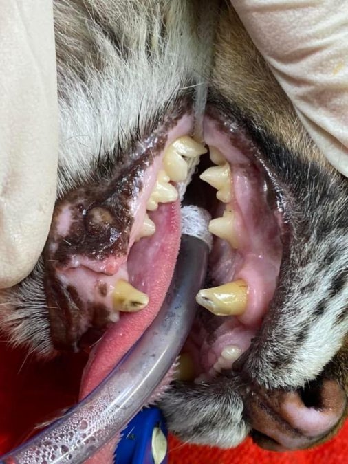 Val bobcat rehab teeth vet