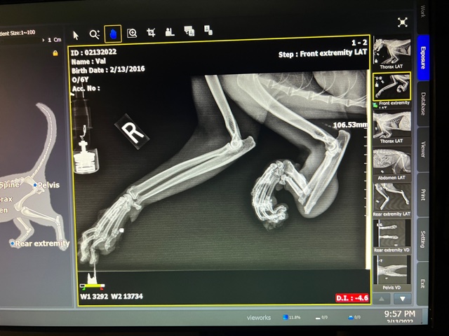 Val bobcat xray leg rehab shot car strike